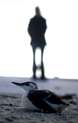 BB 12 0176 / Uria aalge / Lomvi